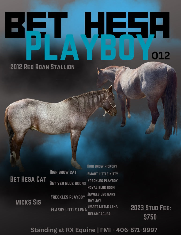 Standing Stallions – Rx Equine